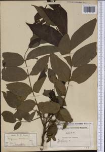 Juglans cinerea L., America (AMER) (Not classified)
