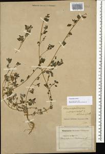 Chenopodium vulvaria L., Caucasus, Georgia (K4) (Georgia)