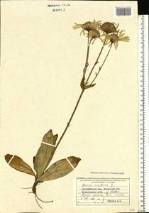 Arnica montana L., Eastern Europe, West Ukrainian region (E13) (Ukraine)