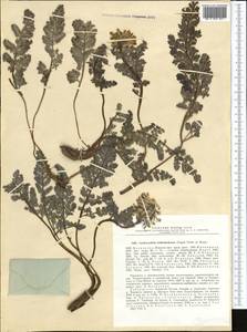 Corydalis fedtschenkoana Regel, Middle Asia, Pamir & Pamiro-Alai (M2) (Uzbekistan)