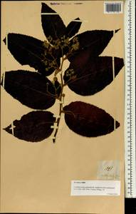 Commersonia bartramia (L.) Merr., South Asia, South Asia (Asia outside ex-Soviet states and Mongolia) (ASIA) (Philippines)