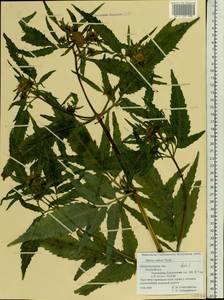 Bidens radiata Thuill., Eastern Europe, Volga-Kama region (E7) (Russia)