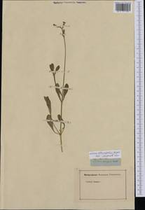 Silene obtusifolia Willd., Western Europe (EUR) (Not classified)