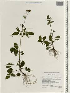 Bidens pilosa L., Africa (AFR) (Spain)