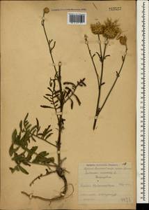 Centaurea orientalis L., Crimea (KRYM) (Russia)