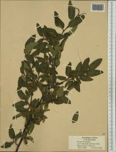 Nothofagus alpina (Poepp. & Endl.) Oerst., Australia & Oceania (AUSTR) (New Zealand)