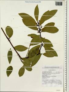 Laurus nobilis L., South Asia, South Asia (Asia outside ex-Soviet states and Mongolia) (ASIA) (Israel)