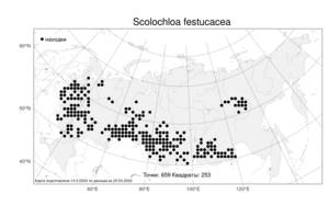 Scolochloa festucacea (Willd.) Link, Atlas of the Russian Flora (FLORUS) (Russia)