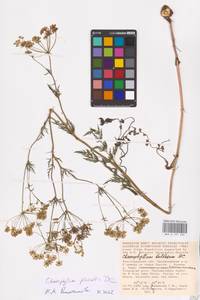 Chaerophyllum prescottii DC., Eastern Europe, Lower Volga region (E9) (Russia)