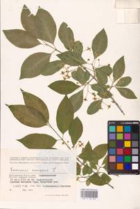 Euonymus europaeus L., Eastern Europe, Lower Volga region (E9) (Russia)