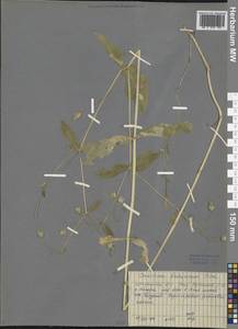 Dichodon davuricum (Fisch. ex Spreng.) Á. Löve & D. Löve, Siberia, Baikal & Transbaikal region (S4) (Russia)