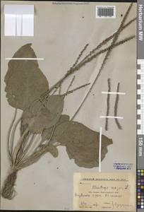 Plantago major L., Caucasus, Krasnodar Krai & Adygea (K1a) (Russia)