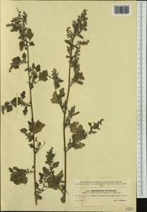 Chenopodium opulifolium Schrad., Western Europe (EUR) (Czech Republic)