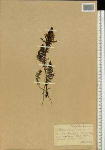 Pedicularis kaufmannii Pinzger, Eastern Europe, Middle Volga region (E8) (Russia)