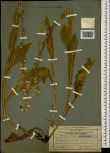 Crepis pannonica (Jacq.) C. Koch, Caucasus, Armenia (K5) (Armenia)