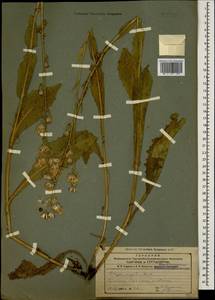 Crepis pannonica (Jacq.) K. Koch, Caucasus, Armenia (K5) (Armenia)