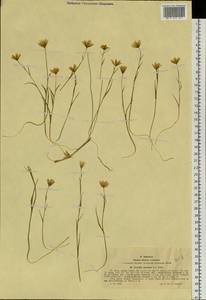 Gagea serotina (L.) Ker Gawl., Siberia, Western (Kazakhstan) Altai Mountains (S2a) (Kazakhstan)