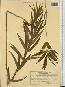 Polygonatum verticillatum (L.) All., Western Europe (EUR) (Norway)