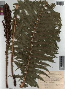 Matteuccia struthiopteris (L.) Tod., Siberia, Altai & Sayany Mountains (S2) (Russia)