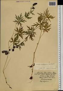 Aconitum ambiguum Rchb., Siberia, Western Siberia (S1) (Russia)