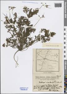 Erodium cicutarium (L.) L'Hér., Siberia, Western Siberia (S1) (Russia)