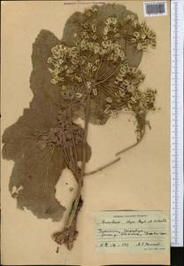 Tetrataenium olgae (Regel & Schmalh.) Manden., Middle Asia, Pamir & Pamiro-Alai (M2) (Tajikistan)