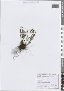 Woodsia glabella R.Br., Siberia, Central Siberia (S3) (Russia)