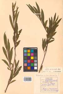 Salix rhamnifolia Pall., Siberia, Russian Far East (S6) (Russia)