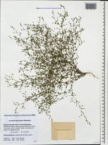 Arenaria leptoclados, Caucasus, Krasnodar Krai & Adygea (K1a) (Russia)