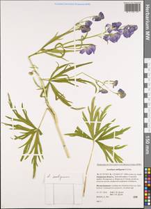 Aconitum ambiguum Rchb., Siberia, Russian Far East (S6) (Russia)