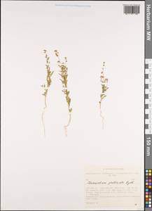 Chenopodium pratericola Rydb., Siberia, Altai & Sayany Mountains (S2) (Russia)