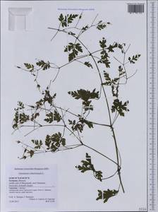 Geranium robertianum L., Western Europe (EUR) (Germany)