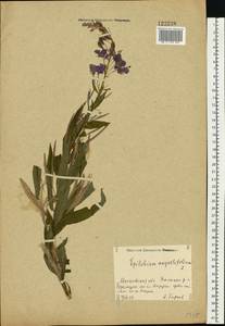 Chamaenerion angustifolium (L.) Scop., Eastern Europe, Moscow region (E4a) (Russia)