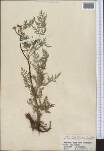 Libanotis schrenkiana C. A. Mey. ex Schischk., Middle Asia, Northern & Central Tian Shan (M4) (Kyrgyzstan)