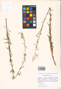 Silene tatarica (L.) Pers., Eastern Europe, Moscow region (E4a) (Russia)