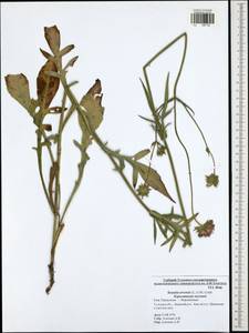 Knautia arvensis (L.) Coult., Eastern Europe, Central region (E4) (Russia)