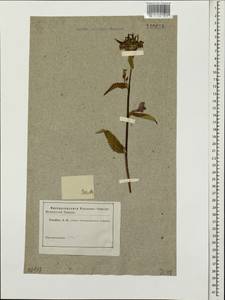 Pedicularis resupinata L., Siberia, Altai & Sayany Mountains (S2) (Russia)