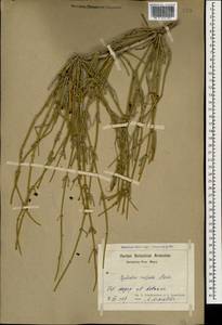 Ephedra distachya L., Caucasus, Armenia (K5) (Armenia)