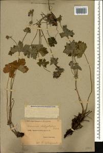 Geranium platypetalum Fisch. & C.A. Mey., Caucasus, Dagestan (K2) (Russia)