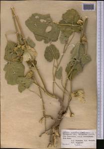 Alcea nudiflora (Lindl.) Boiss., Middle Asia, Western Tian Shan & Karatau (M3) (Uzbekistan)