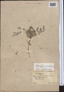 Astragalus scabrisetus Bong., Middle Asia, Muyunkumy, Balkhash & Betpak-Dala (M9) (Kazakhstan)