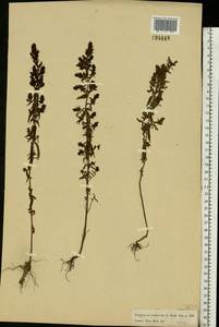 Odontites vulgaris, Eastern Europe, Moscow region (E4a) (Russia)