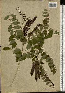 Amorpha fruticosa L., Eastern Europe, Lower Volga region (E9) (Russia)