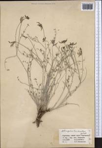 Astragalus trichanthus Golosk., Middle Asia, Western Tian Shan & Karatau (M3) (Kyrgyzstan)
