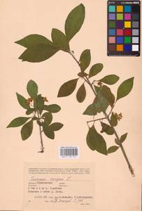 Euonymus europaeus L., Eastern Europe, North Ukrainian region (E11) (Ukraine)