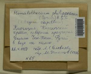 Homalothecium philippeanum (Spruce) Schimp., Bryophytes, Bryophytes - Middle Asia & Kazakhstan (B16) (Kyrgyzstan)