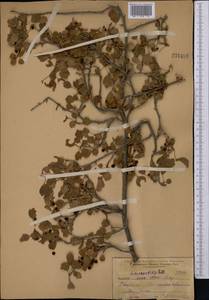 Ribes saxatile Pall., Middle Asia, Muyunkumy, Balkhash & Betpak-Dala (M9) (Kazakhstan)