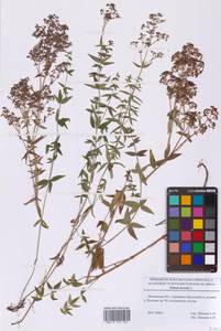 Galium boreale L., Eastern Europe, Moscow region (E4a) (Russia)