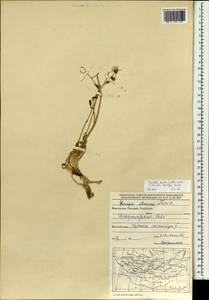 Sonchella dentata (Ledeb.) Sennikov, Mongolia (MONG) (Mongolia)