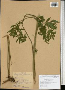 Silphiodaucus prutenicus subsp. prutenicus, Eastern Europe, Central region (E4) (Russia)